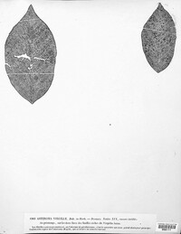 Asteroma virgiliae image